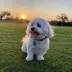 SiliDog The Silent Dog Tag Personalized Silicone Circle Dog & Cat ID Tag image thumbnail 3