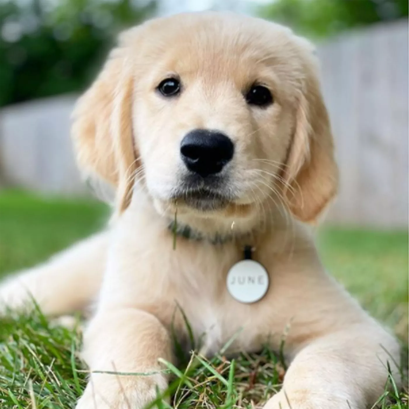 Dog tag silencers petsmart sales