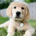 SiliDog The Silent Dog Tag Personalized Silicone Circle Dog & Cat ID Tag image thumbnail 3