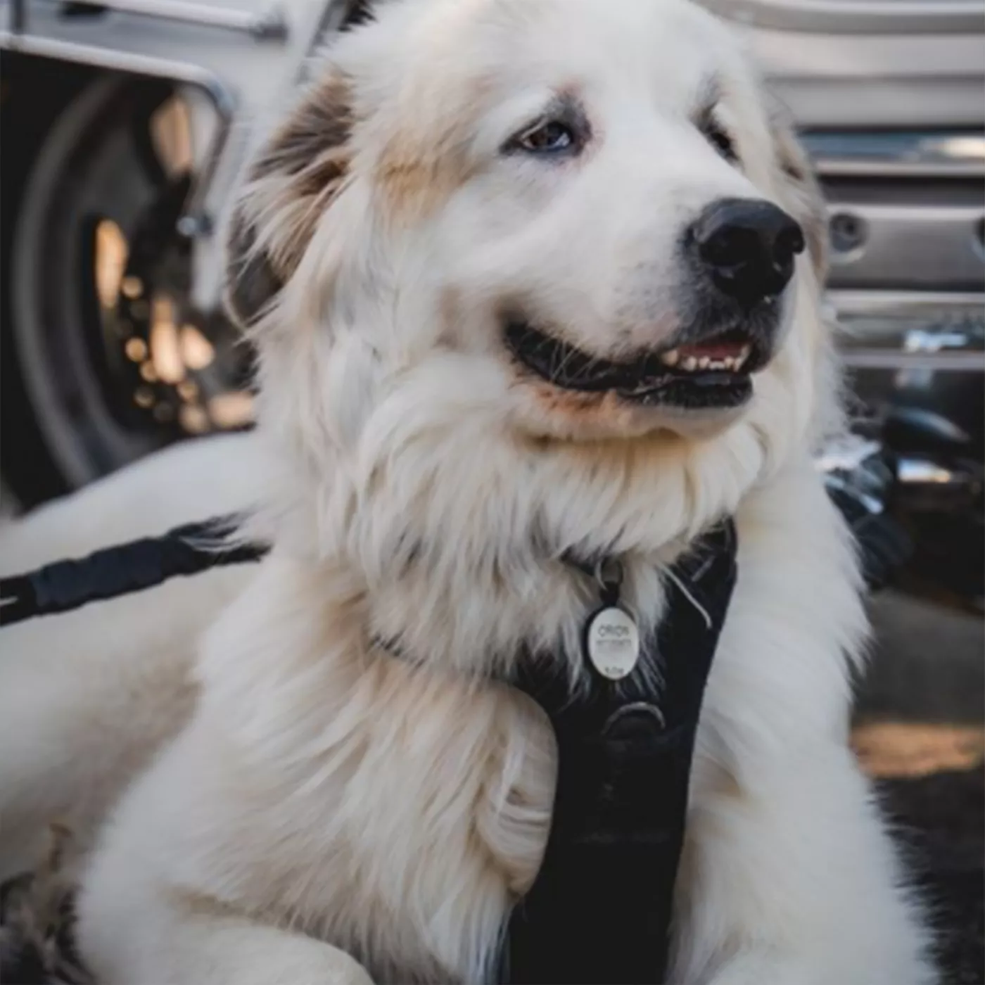 Can you get dog tags made at petsmart best sale