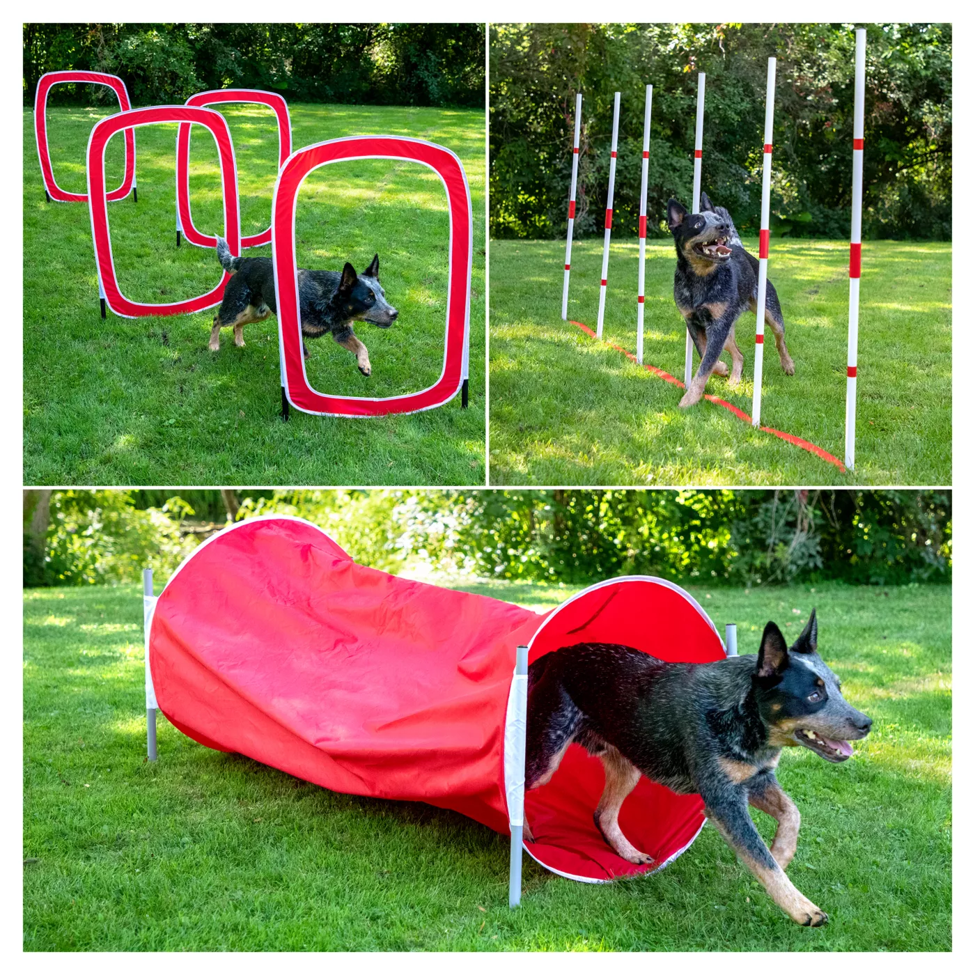 Dog agility equipment petsmart best sale