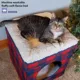 Product Kitty City Plaid Folding Cube Cat Bed