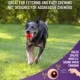 Product Sport Pet Chew King 4-Pack Fetch Gift Box for Dogs