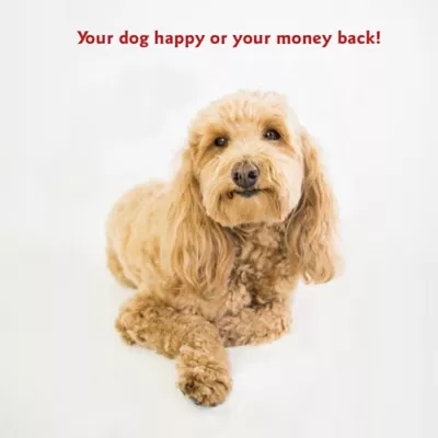 Majestic Pet Personalized Bagel Dog Bed - Image 7