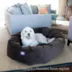 Majestic Pet Personalized Suede Bagel Cat & Dog Bed image thumbnail 7