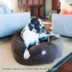 Majestic Pet Personalized Suede Bagel Cat & Dog Bed image thumbnail 8