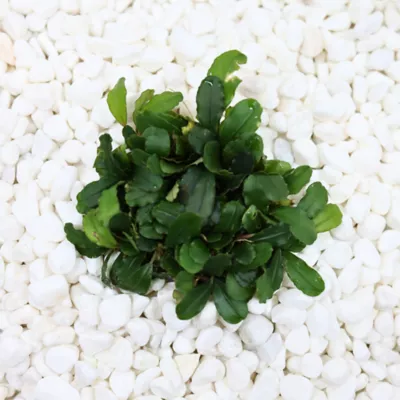 Product Top Fin® Live Bucephalandra Aquarium Plant