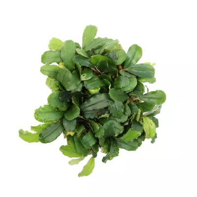 Product Top Fin® Live Bucephalandra Aquarium Plant