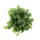 Product Top Fin® Live Bucephalandra Aquarium Plant