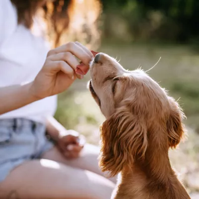 Product Smartbones Mini Dog Chew Treats - Sirloin