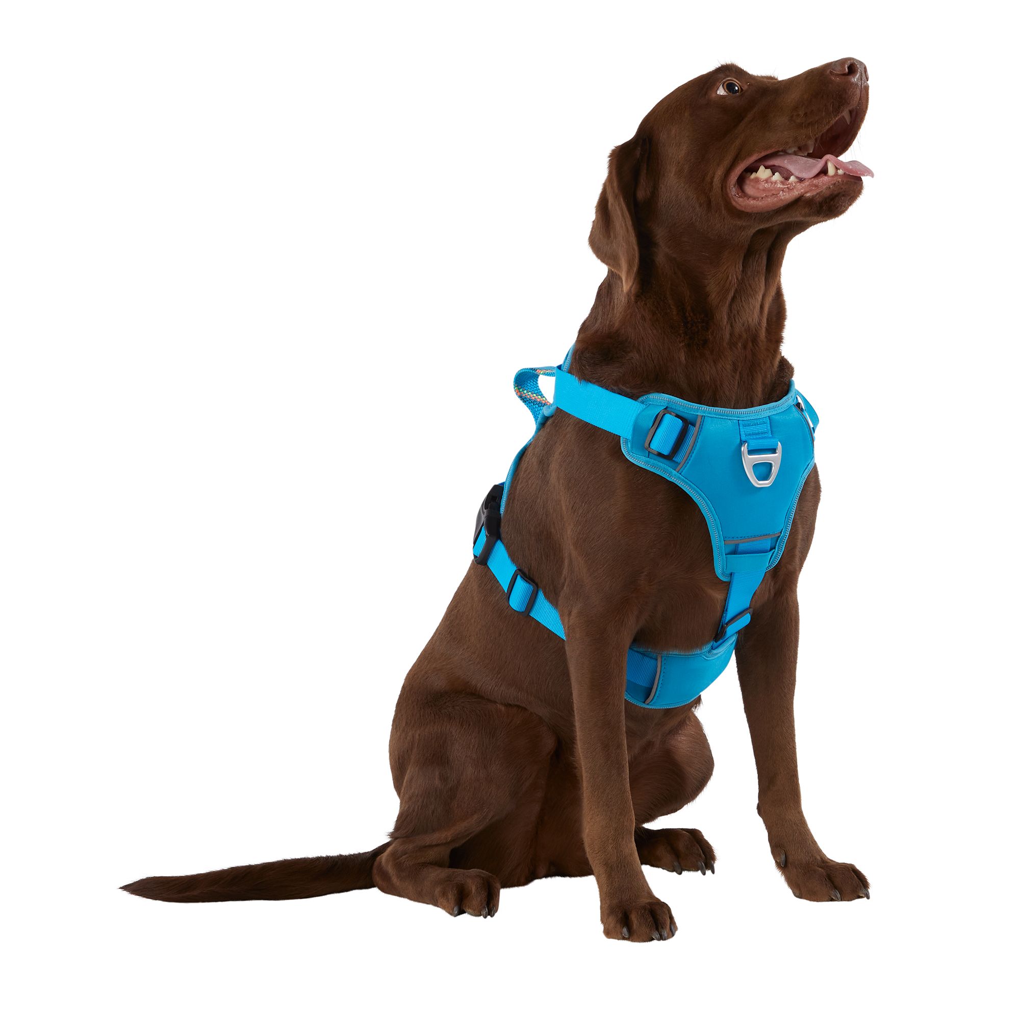 Dog walking outlet harness petsmart