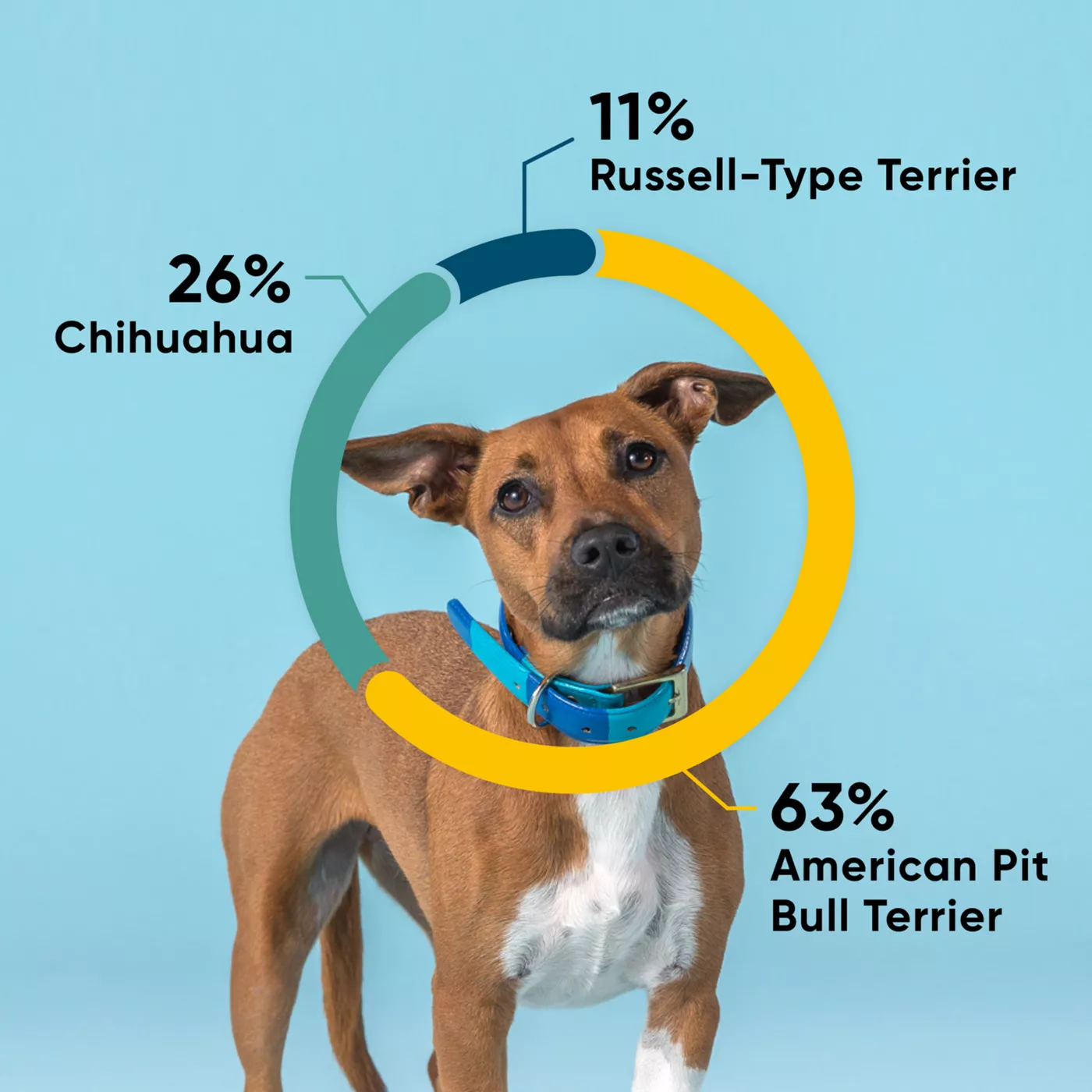 Embark Breed Identification Dog DNA Test