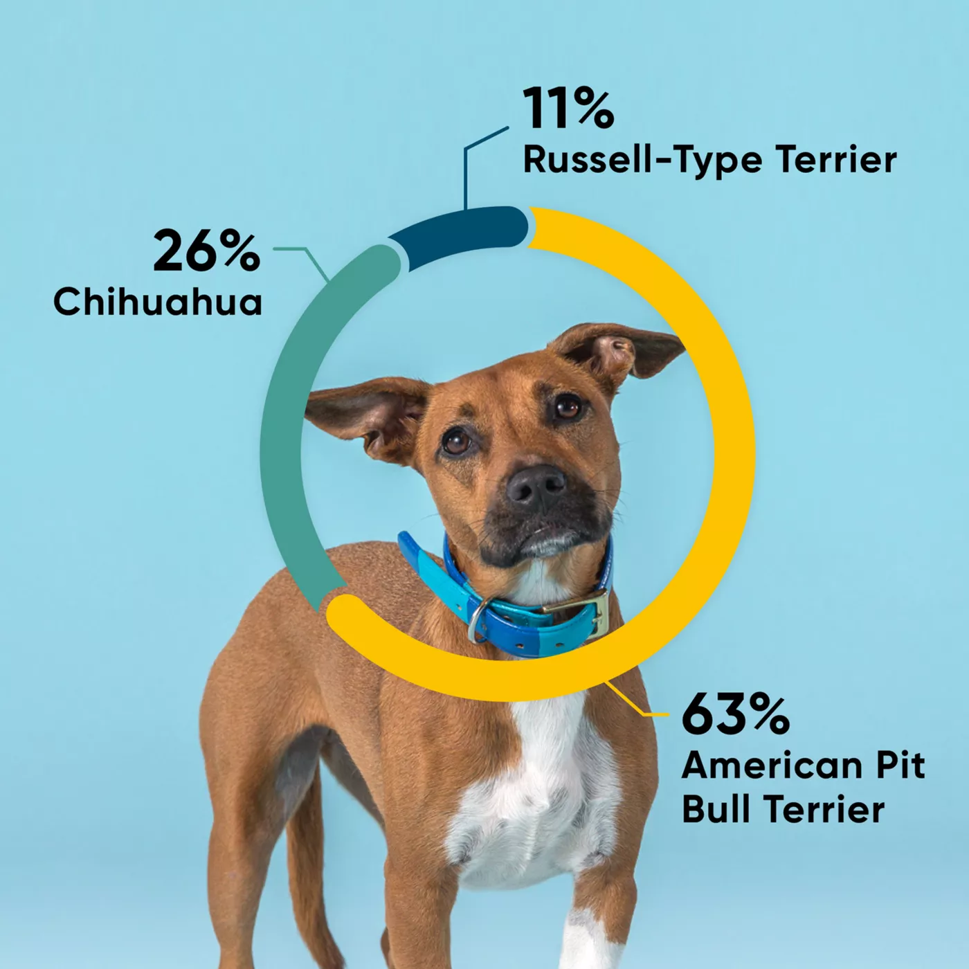 Dog dna test kit petsmart hotsell