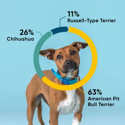 Product Embark Breed + Health Dog DNA Test