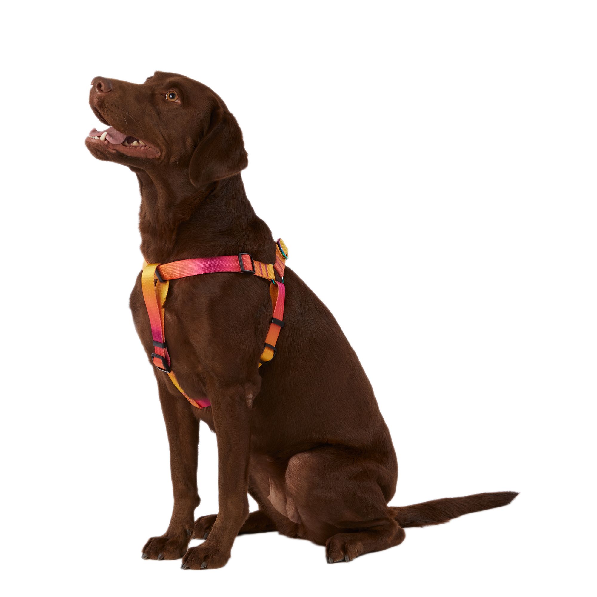 Escape proof 2024 dog harness petsmart