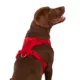 Product Top Paw® Neoprene Comfort Dog Harness