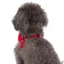 Top Paw® Mesh Comfort Dog Harness image thumbnail 2