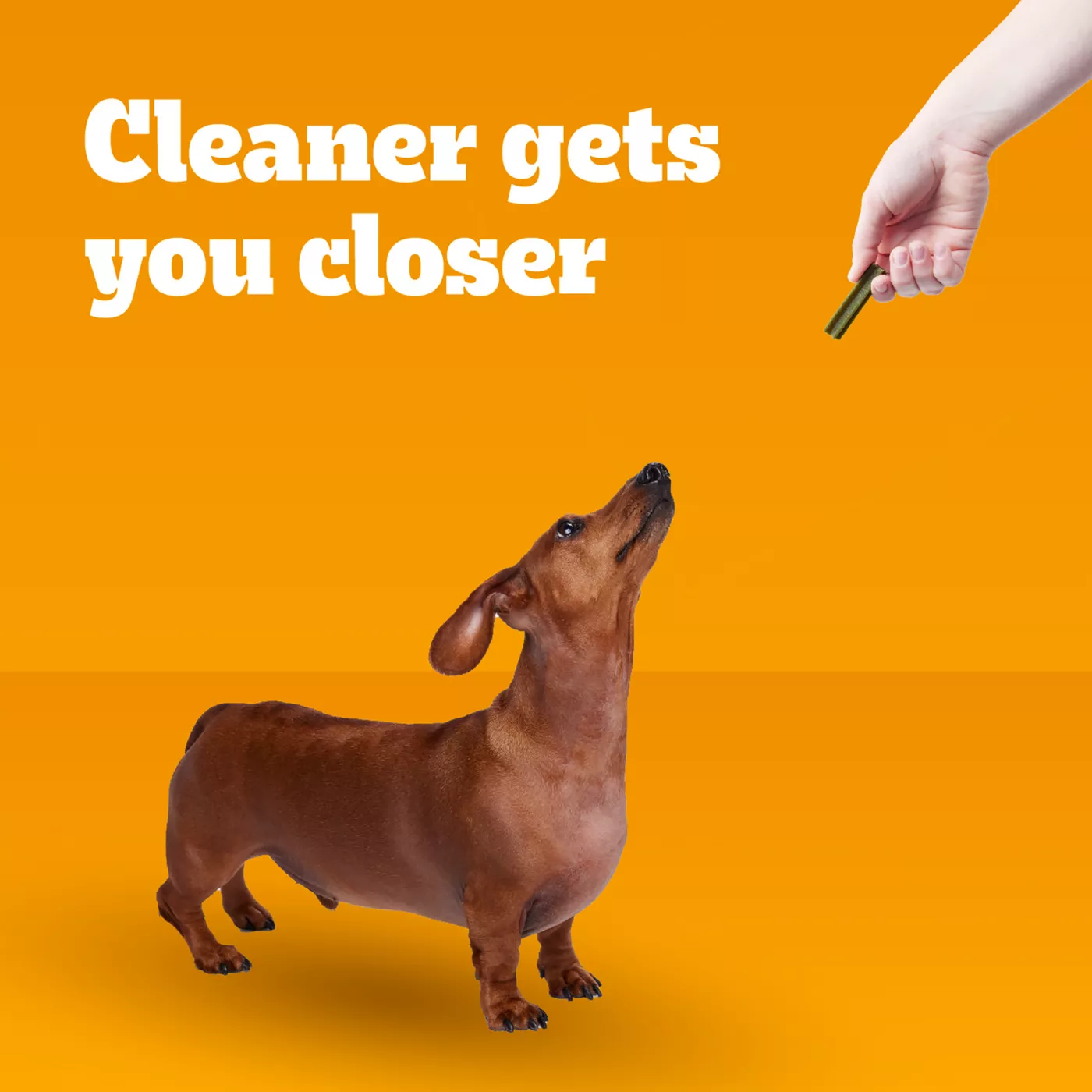 Pedigree Dentastix Small Breed Adult Dental Dog Treats Fresh