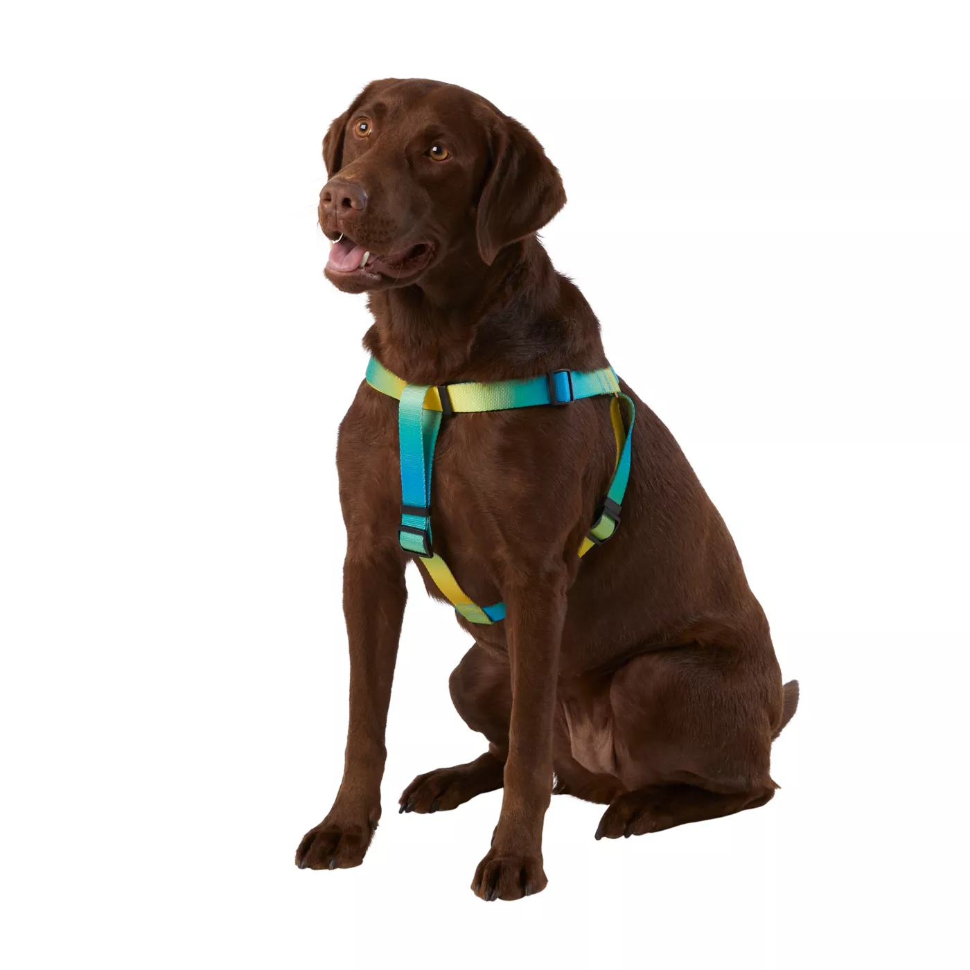 Dog harness for labrador hotsell