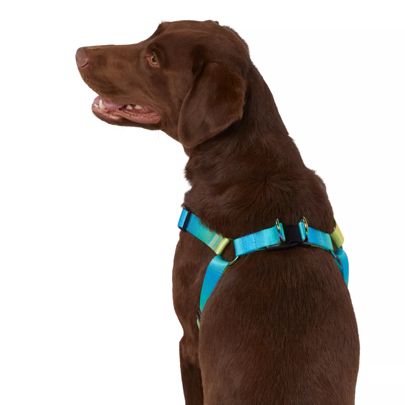 Top Paw Yellow Blue Ombre Dog Harness