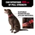 KONG® Dog Collar, Chew Resistant, Durable, Multiple Sizes & Colors image thumbnail 2