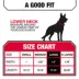KONG® Dog Collar, Chew Resistant, Durable, Multiple Sizes & Colors image thumbnail 5