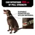 KONG® Chew Resistant Dog Collar image thumbnail 2