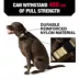 KONG® Dog Collar, Chew Resistant, Durable, Multiple Sizes & Colors image thumbnail 2
