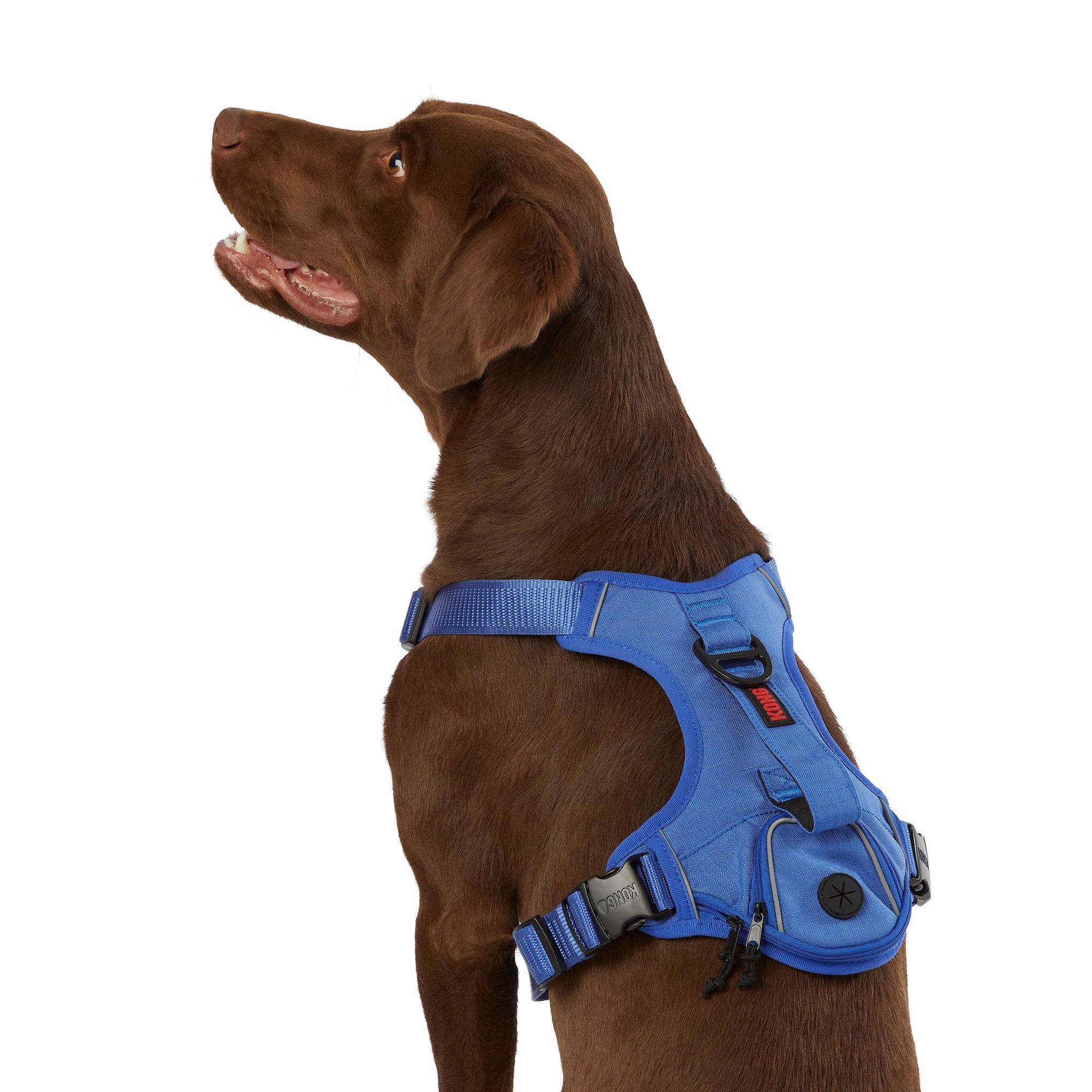 Kong dog 2025 harness petsmart