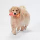 Product Joyhound Chew Well Bone Treat Dispenser Dog Toy