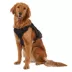 KONG® Tactical Vest, Adjustable, Dog Harness image thumbnail 2