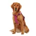 KONG® Reflective, Adjustable, Poop Bag Holder, Dog Harness image thumbnail 1