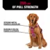 KONG® Reflective, Adjustable, Poop Bag Holder, Dog Harness image thumbnail 3