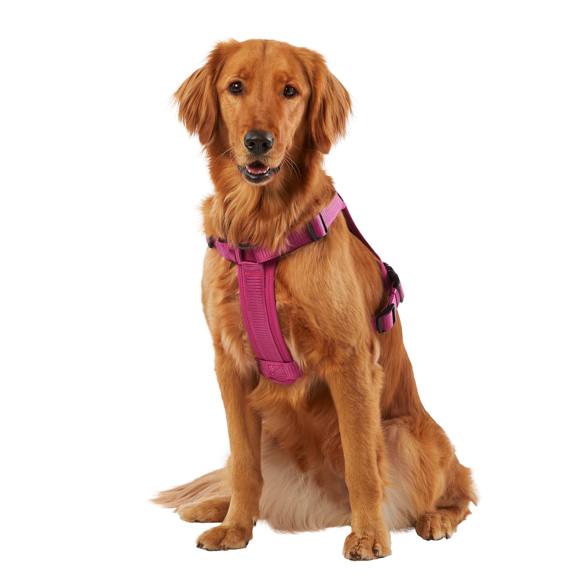 Dog Collars Harnesses Leashes PetSmart