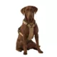 Product KONG® Reflective Waste Bag Dog Harness