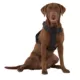 Product KONG® Reflective Waste Bag Dog Harness