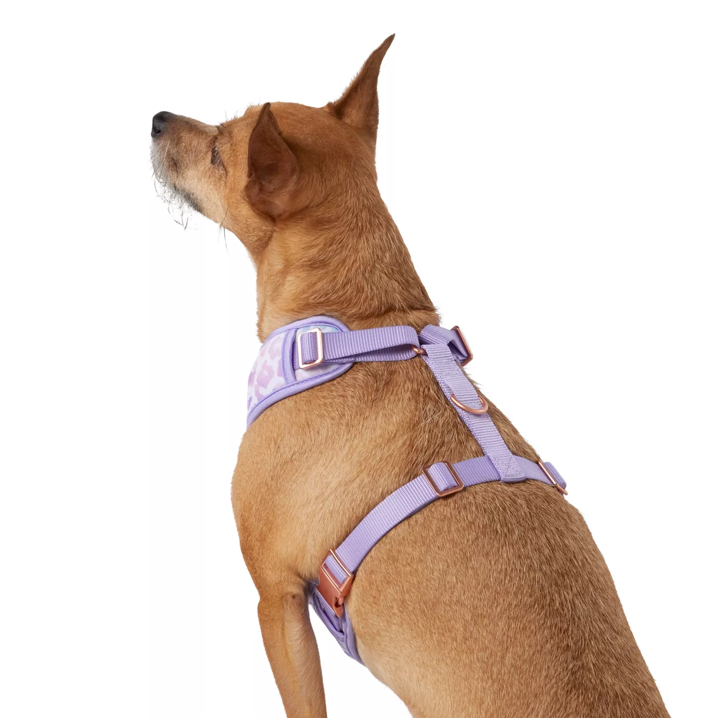 Dog walking fashion harness petsmart