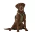 KONG® Reflective, Adjustable, Poop Bag Holder, Dog Harness image thumbnail 2