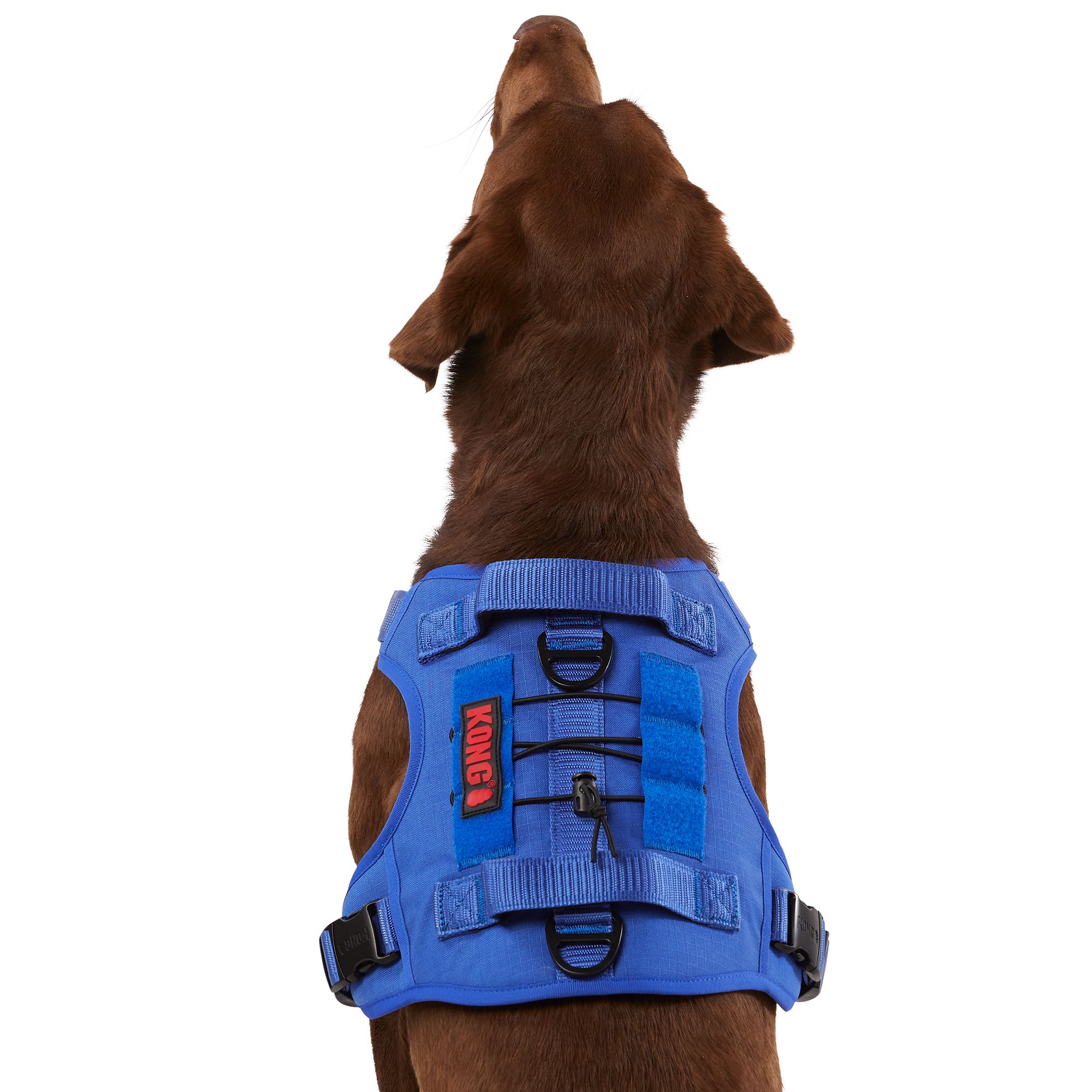 Petsmart small dog store harness