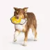 Joyhound® Rip Roarin' Tough Beer Dog Toy - Squeaker image thumbnail 3