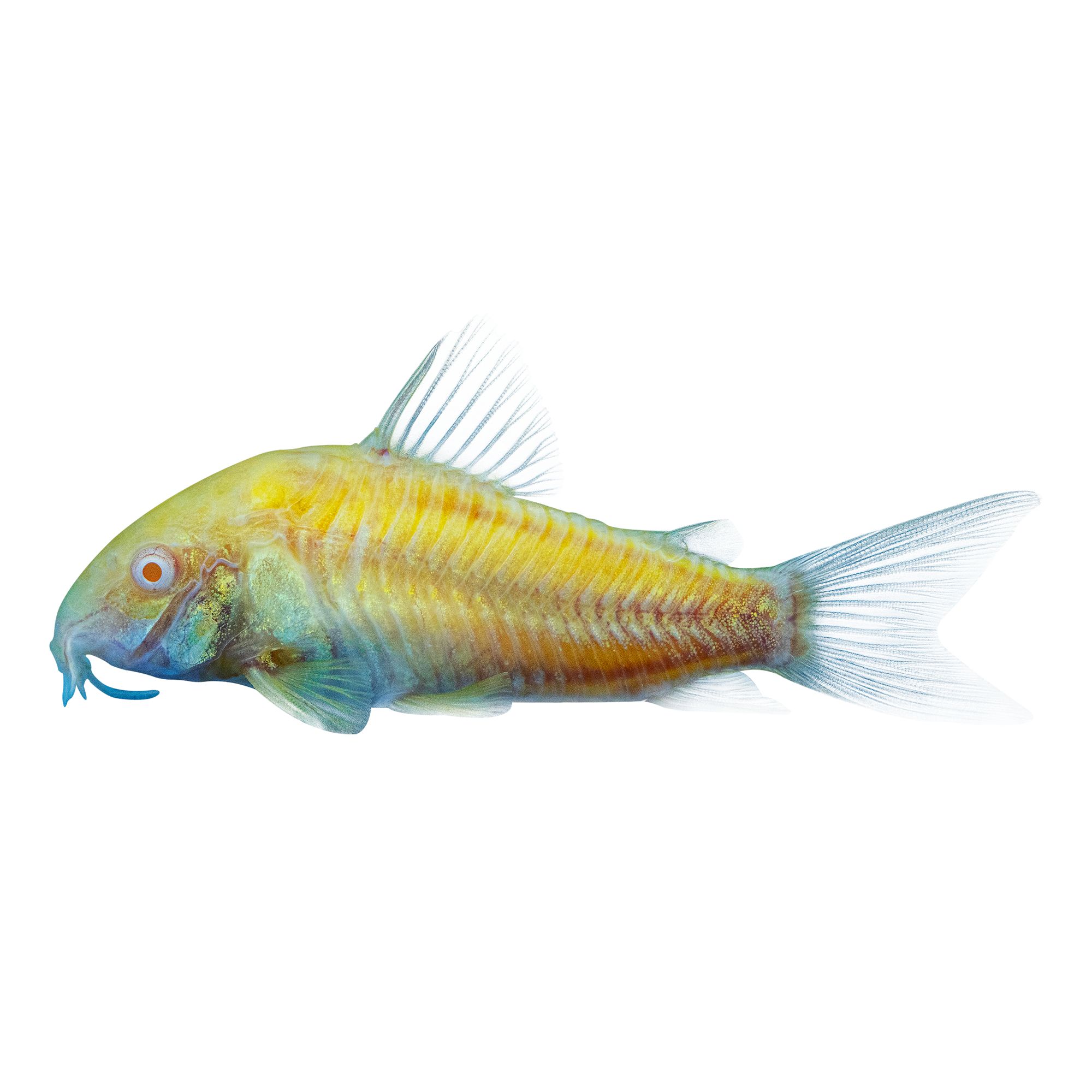GloFish® Sunburst Cory, fish Goldfish, Betta & More