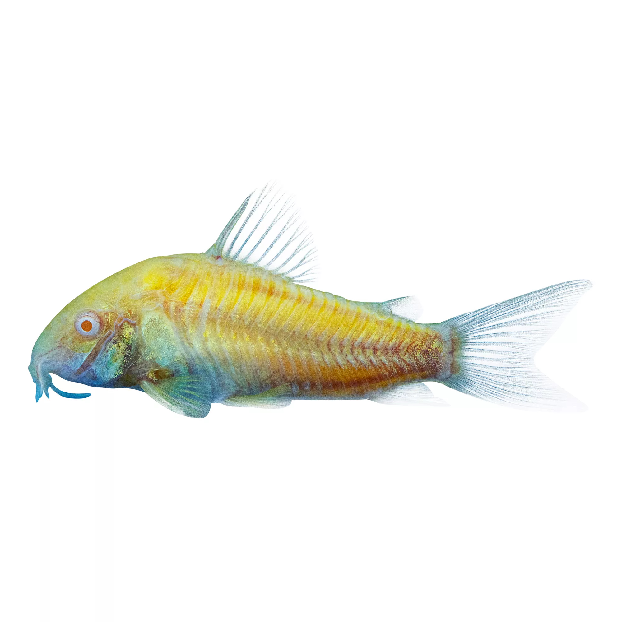 GloFish® Sunburst Cory