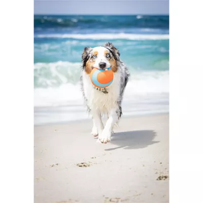 Product Chuckit!® Amphibious Mega Ball Dog Toy