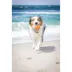 Chuckit!® Amphibious Mega Ball Dog Toy image thumbnail 5