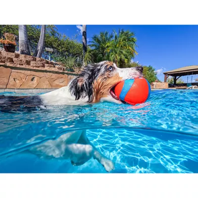 Product Chuckit!® Amphibious Mega Ball Dog Toy