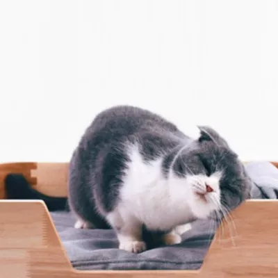 Instachew Nokori Pet Bed - Image 5