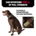 KONG® Handle Dog Collar, Chew Resistant, Durable, Multiple Sizes & Colors image thumbnail 2