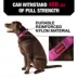 KONG® Handle Dog Collar, Chew Resistant, Durable, Multiple Sizes & Colors image thumbnail 2