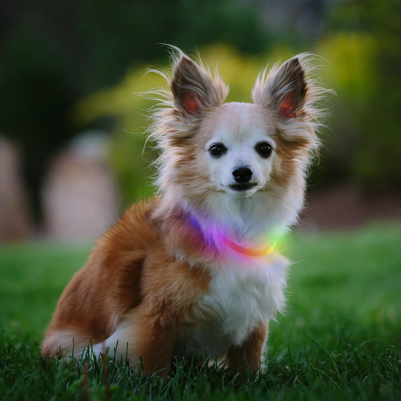 Petsmart fashion led collar