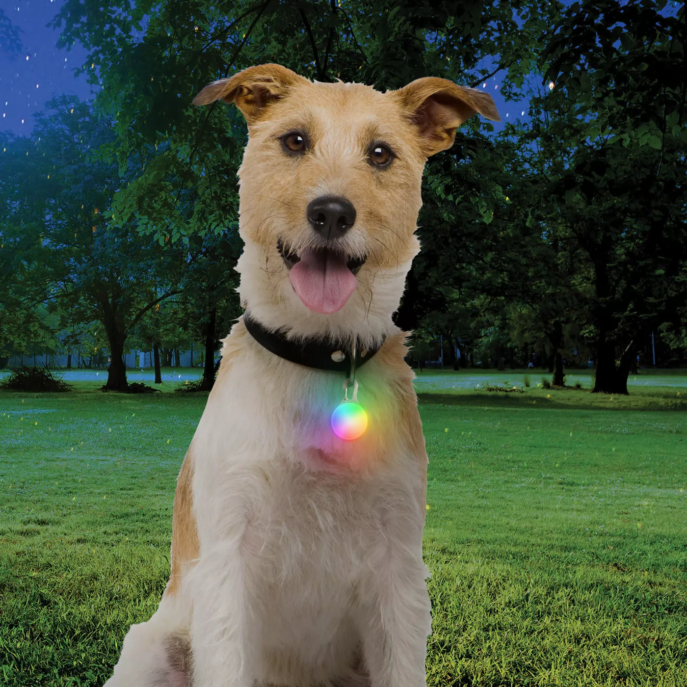 Dog with led collar hotsell